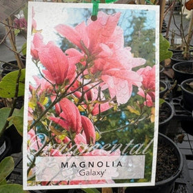 Card with pink magnolia flowers and text 'MAGNOLIA Galaxy' in a nursery setting.