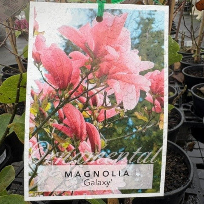 Card with pink magnolia flowers and text 'MAGNOLIA Galaxy' in a nursery setting.