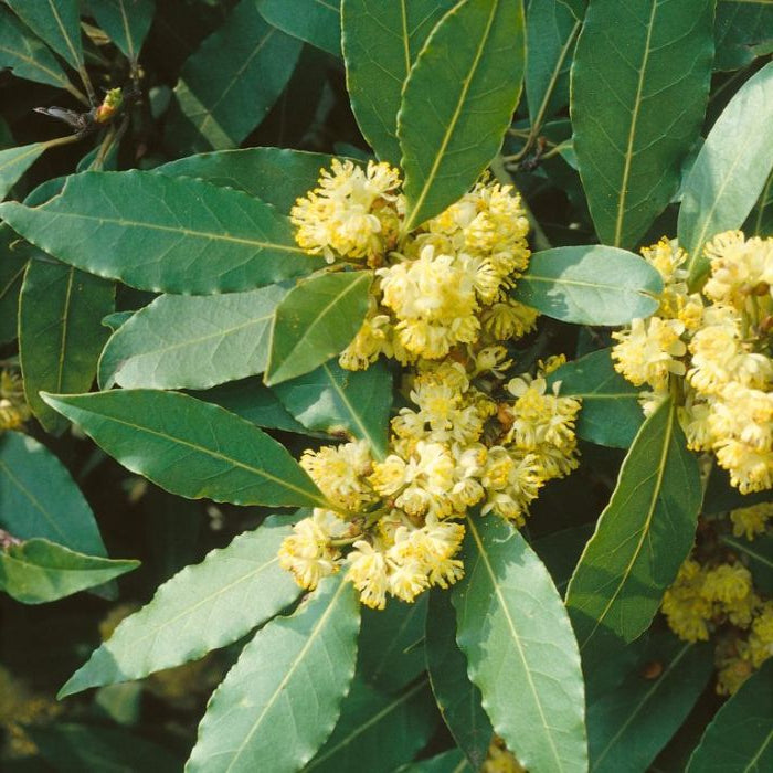 Close-up of bay leaves with yellow flowers