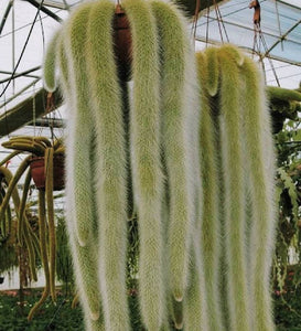 MONKEY TAIL CACTUS 7cm