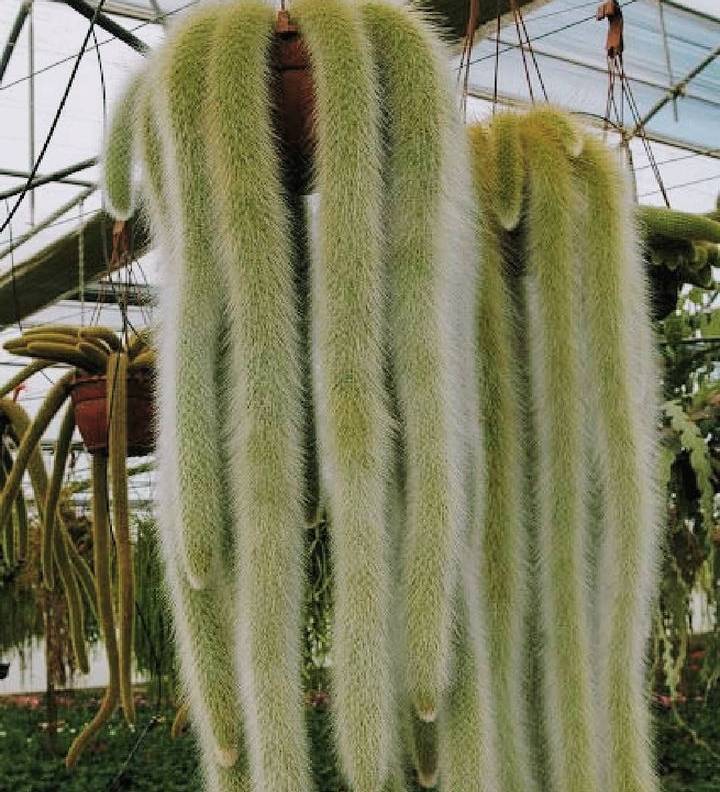 MONKEY TAIL CACTUS 7cm