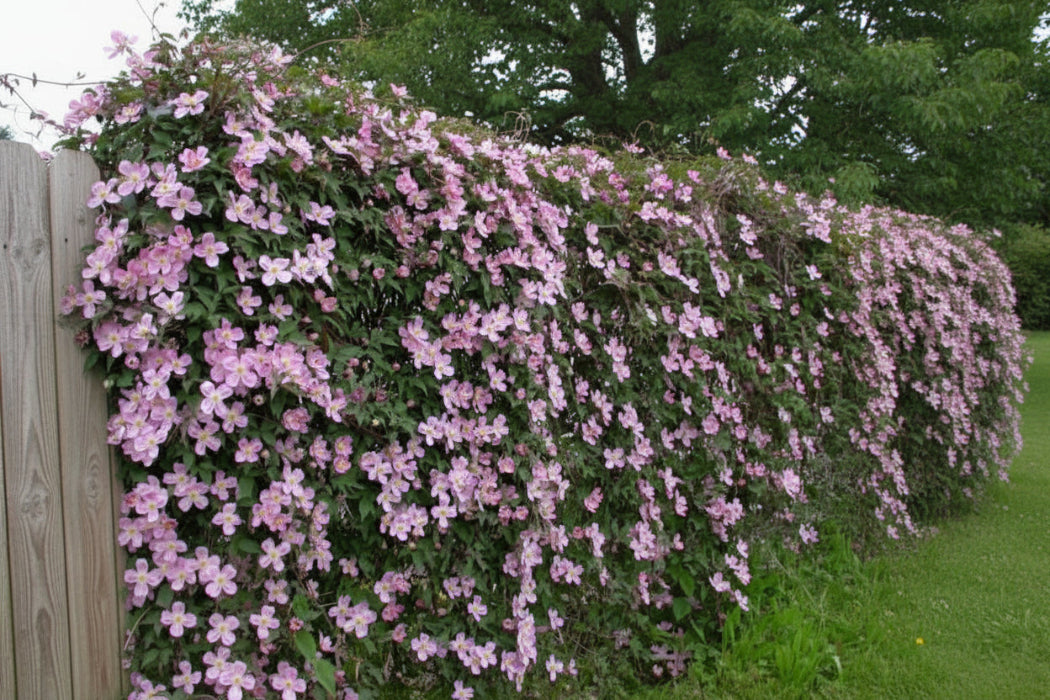 Pink flowering bush with a blurred natural background