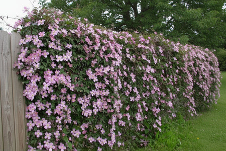 Pink flowering bush with a blurred natural background