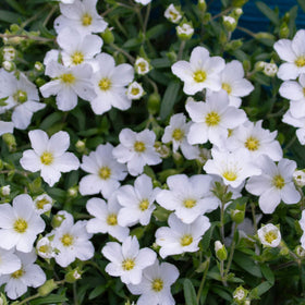 Close-up of white flowers with yellow centers on a green background