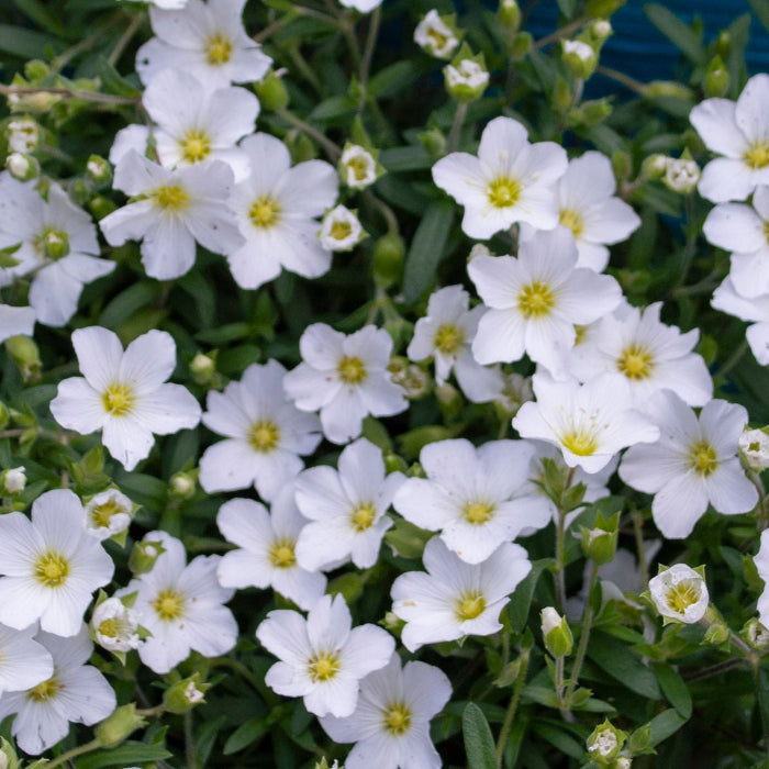 Close-up of white flowers with yellow centers on a green background