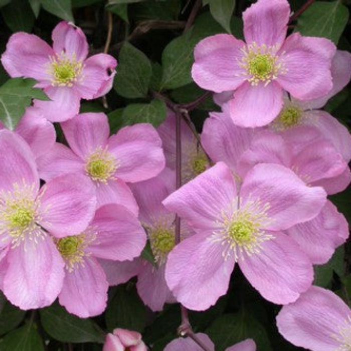 Close-up of pink flowers with green centers on a leafy background