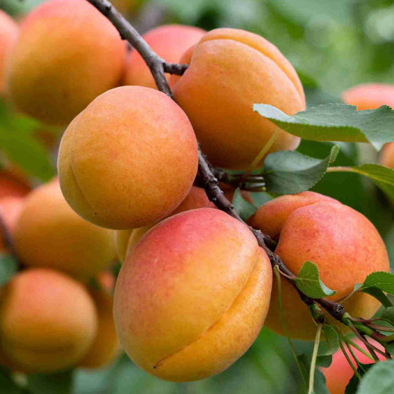 PRE ORDER - APRICOT MOORPARK - BARE ROOTED