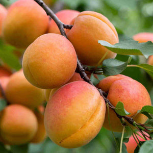 PRE ORDER - APRICOT MOORPARK - BARE ROOTED