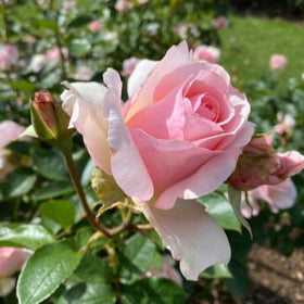 Pink rose with green leaves in a garden setting