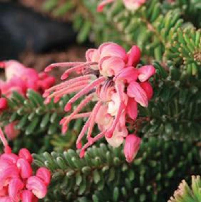 GREVILLEA Mt TAMBORITHA