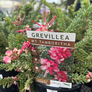 GREVILLEA Mt TAMBORITHA