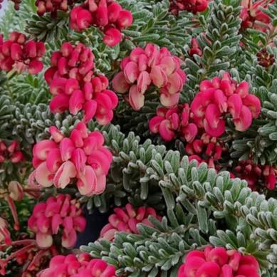 GREVILLEA Mt TAMBORITHA