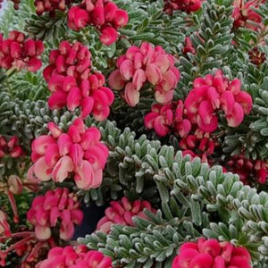 GREVILLEA Mt TAMBORITHA