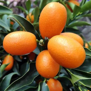 Oranges growing on a tree with green leaves