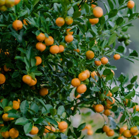 Woman in a red dress standing next to an orange tree with ripe oranges.