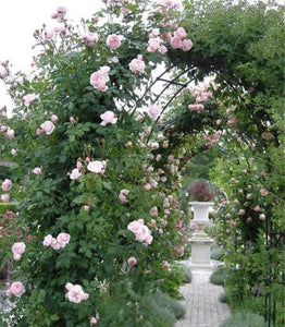 Floral archway with pink roses in a garden setting
