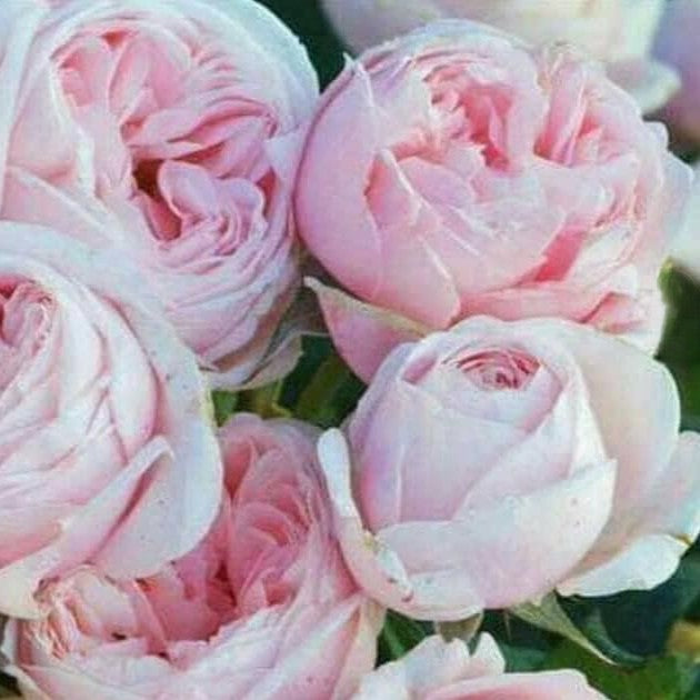 Roses - Category