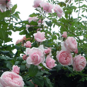 Roses - Category