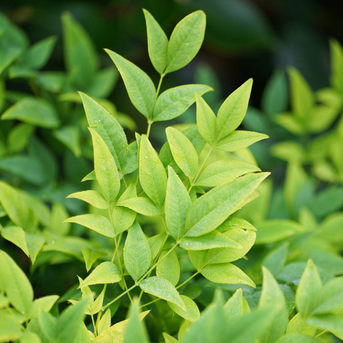 Close-up of green leaves with a blurred background
