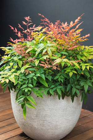 NANDINA MAGICAL DAYBREAK 200mm