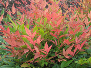 NANDINA MAGICAL DAYBREAK 200mm