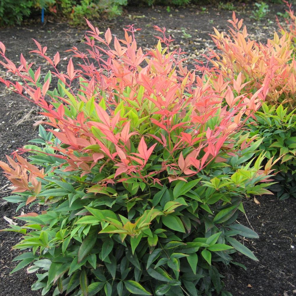 NANDINA MAGICAL DAYBREAK 200mm