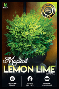 Potted plant with 'Magical Lemon Lime' Nandina branding on a dark background