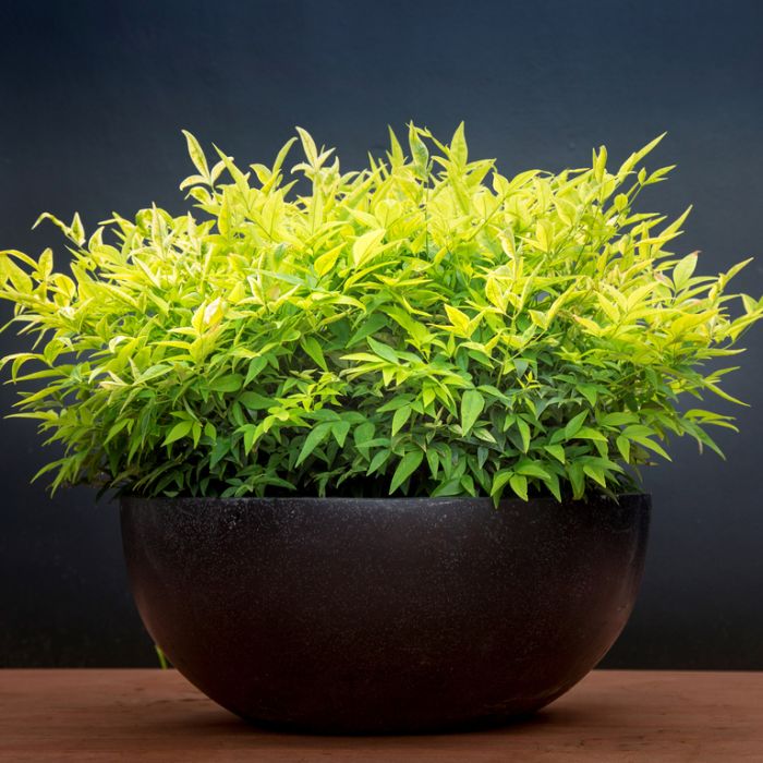 Potted plant with green leaves in a dark pot on a wooden surface with a black background