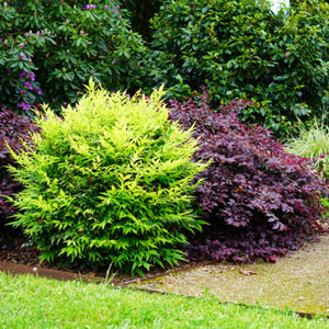 Garden with green shrubs, purple foliage, and a tree