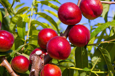 NECTARINE DWARF CRIMSON BABY - BARE ROOTED