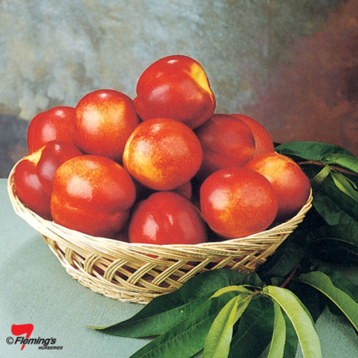 PRE ORDER - NECTARINE MAY GRAND - Bare Rooted