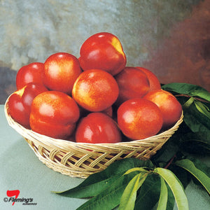 PRE ORDER - NECTARINE MAY GRAND - Bare Rooted