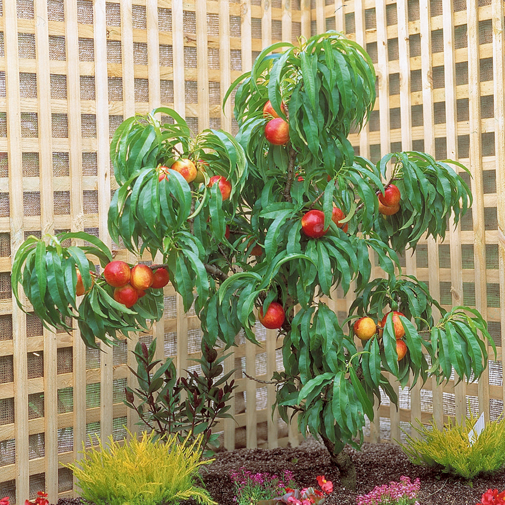 POTTED TRIXZIE NECTAZEE NECTARINE 300MM
