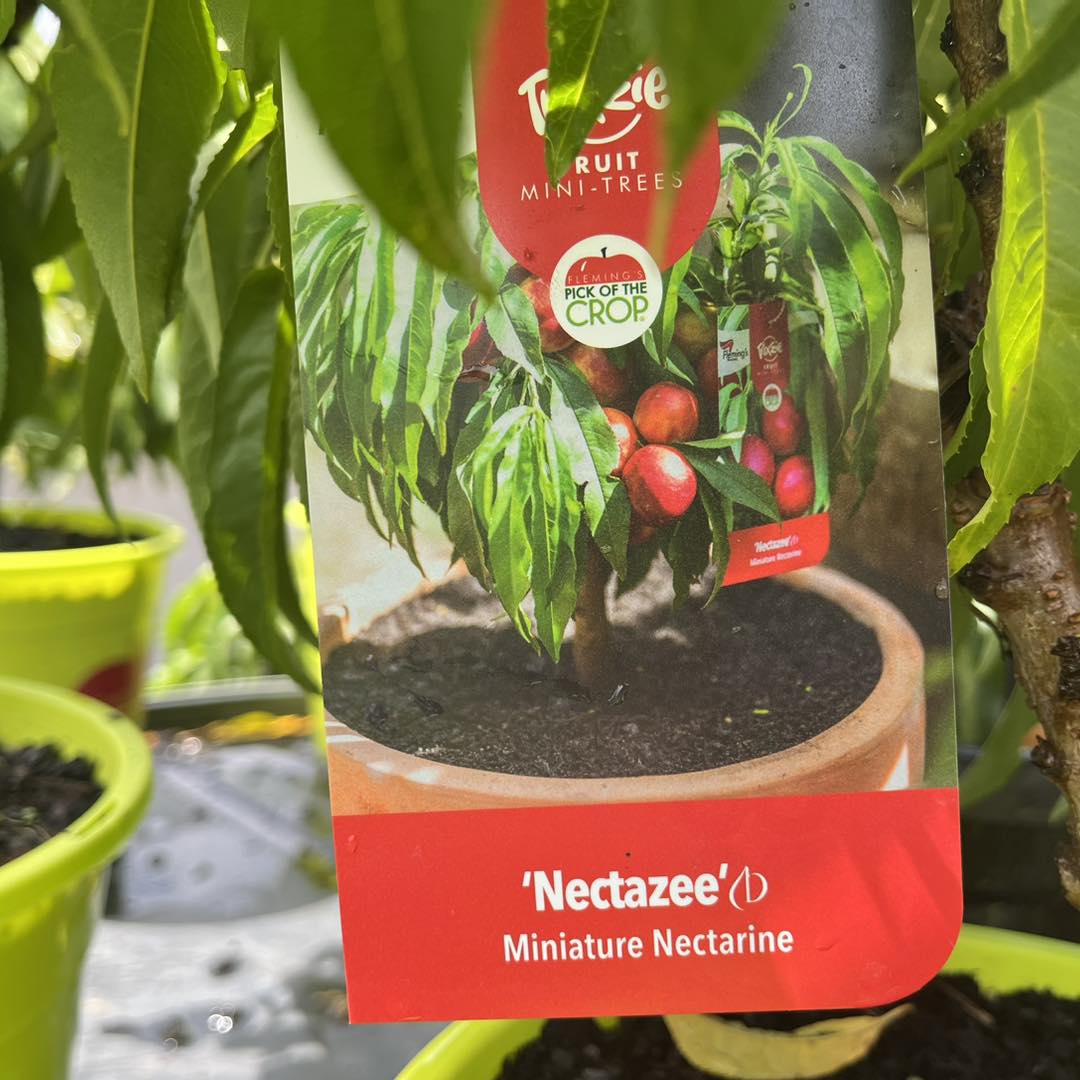 POTTED TRIXZIE NECTAZEE NECTARINE 300MM