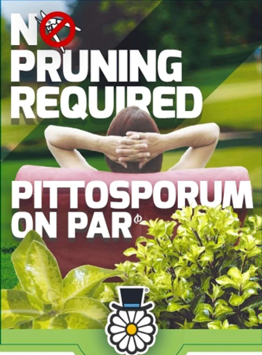 Advertisement for Pittosporum on Par with text 'No Pruning Required' and a person relaxing on a bench.