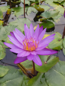 Purple water lily flower with green leaves in the background