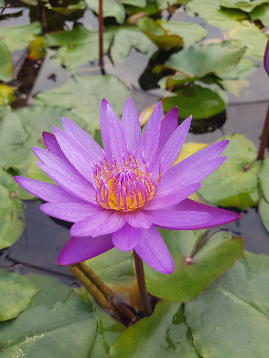 Purple water lily flower with green leaves in the background
