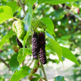 Group of mulberries hanging from a tree with green leaves.