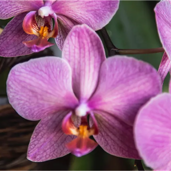 PHALAENOPSIS ORCHID LARGE SINGLE