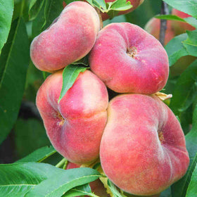 Group of ripe peaches on a tree branch with green leaves.