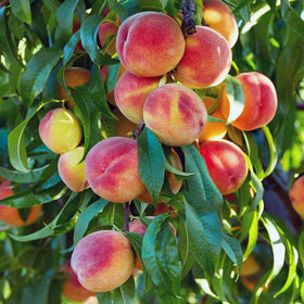 Ripe peaches hanging from a tree with green leaves.