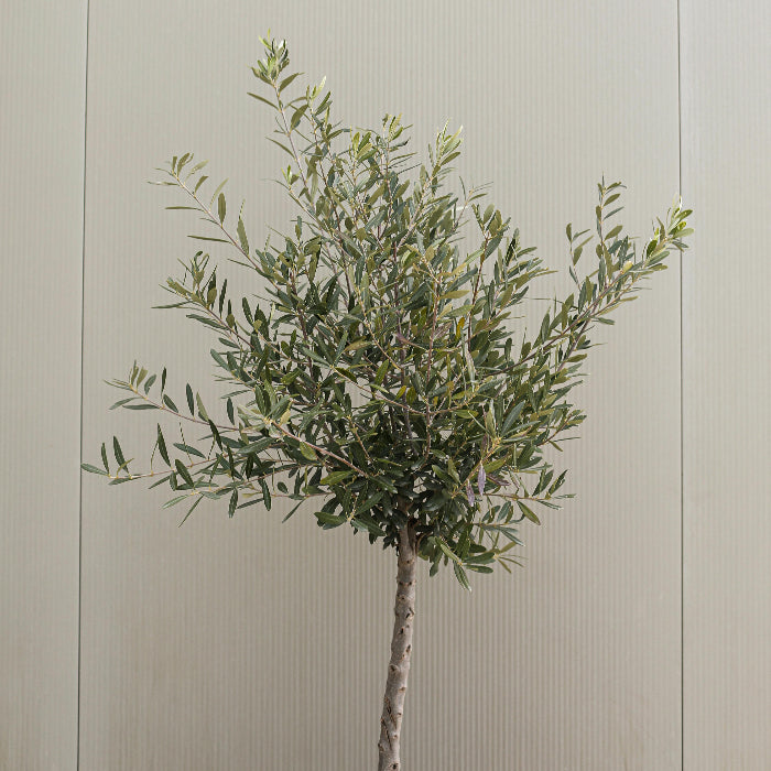 Artificial olive tree against a neutral wall