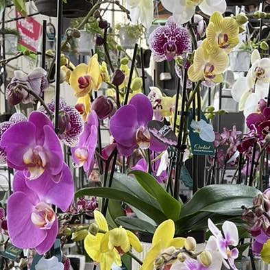 PHALAENOPSIS ORCHID LARGE SINGLE