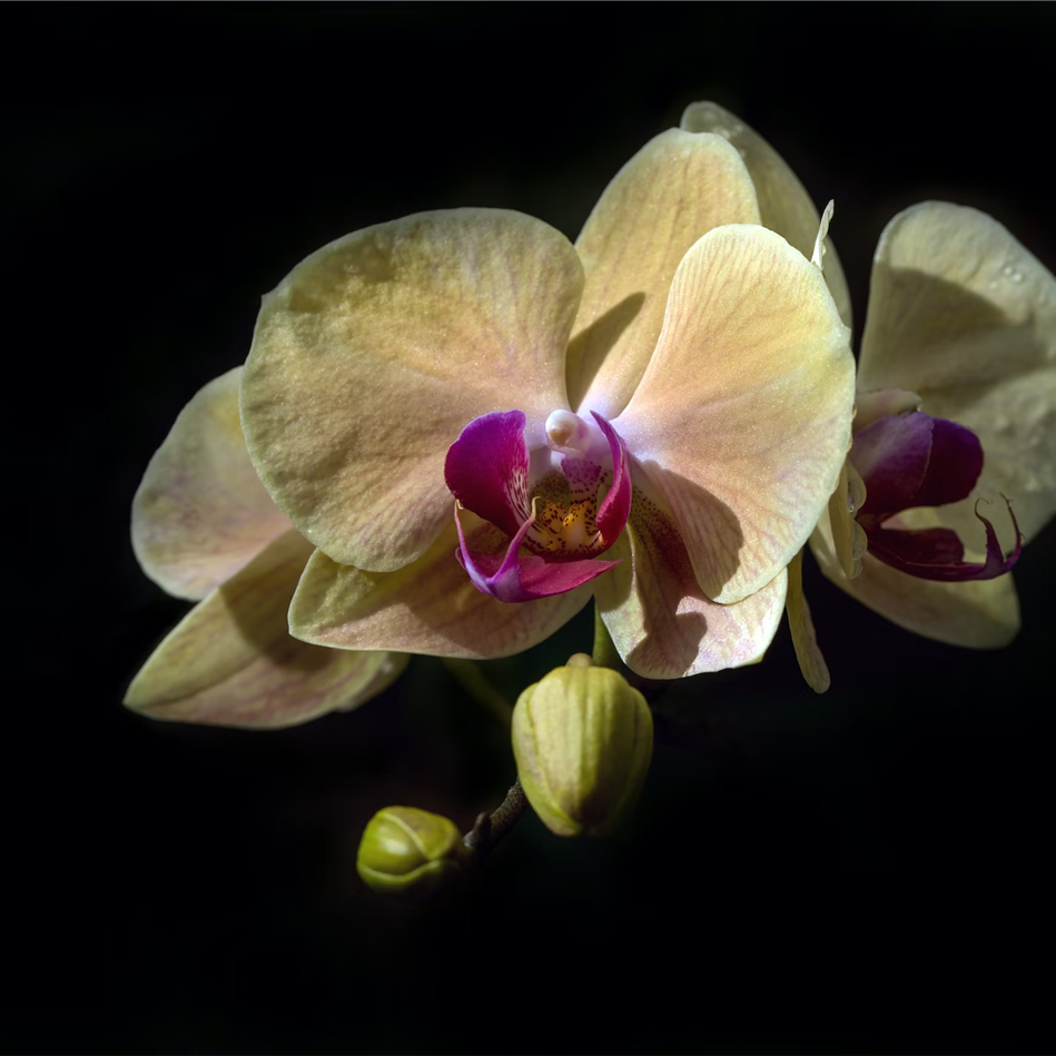 PHALAENOPSIS ORCHID LARGE SINGLE