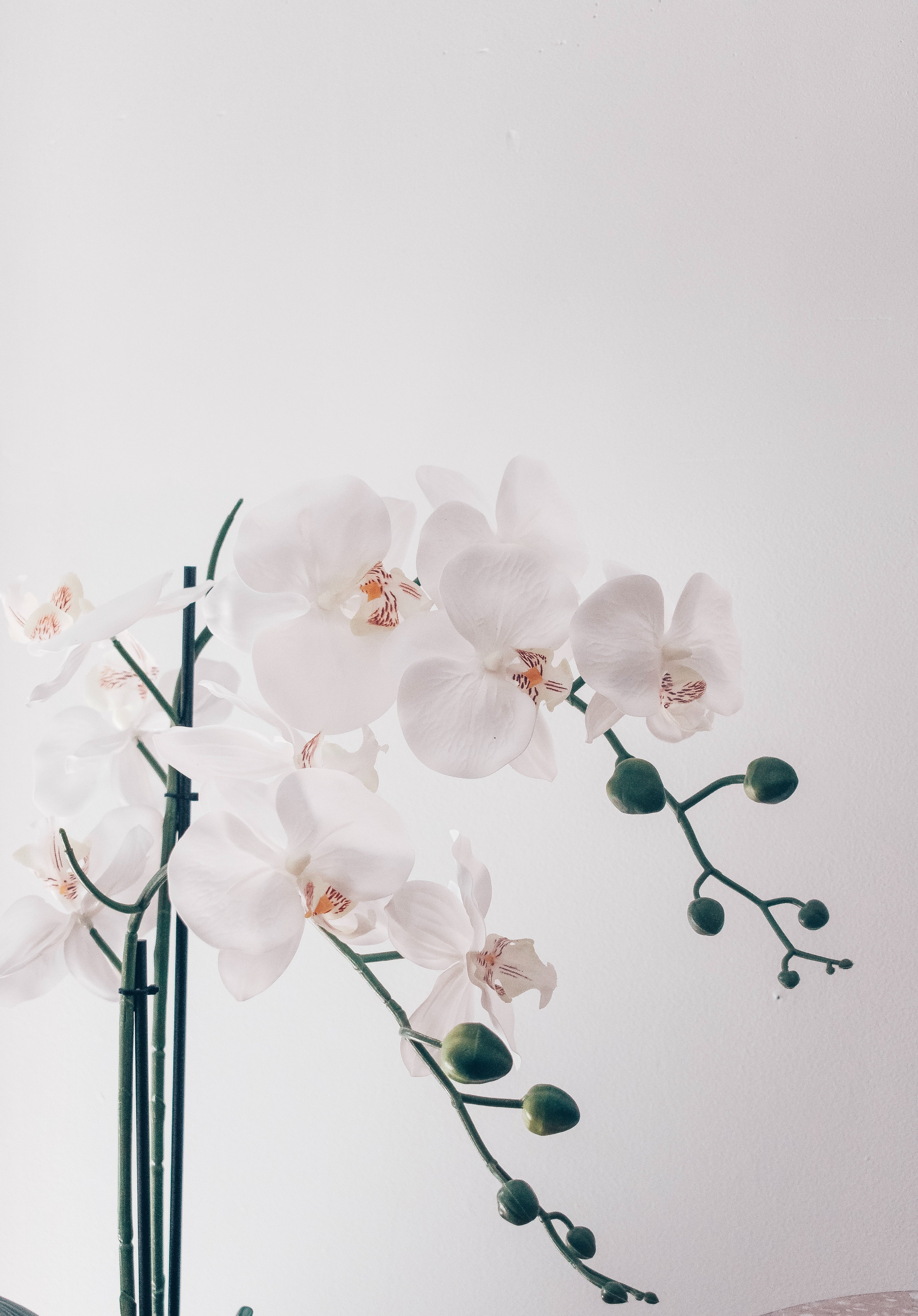 PHALAENOPSIS ORCHID LARGE SINGLE