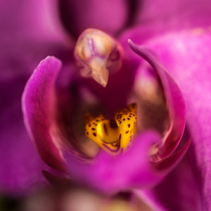 PHALAENOPSIS ORCHID LARGE SINGLE