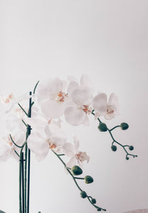 PHALAENOPSIS ORCHID LARGE SINGLE
