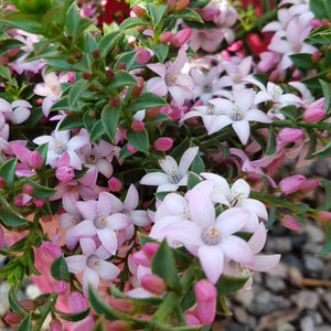 Close-up of pink and white flowers with green leaves on a blurred background