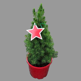 Small potted Christmas tree with a red star ornament on a gravel surface