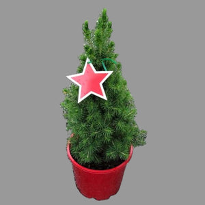 Small potted Christmas tree with a red star ornament on a gravel surface